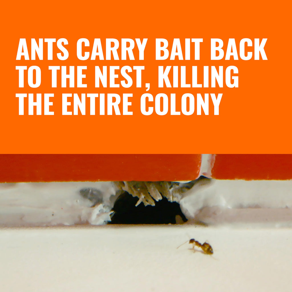 Liquid Ant Killer Bait Stations 12-Pack L9854