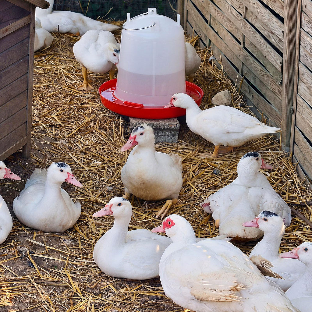2 Pcs 2 Gallon Plastic Chicken Waterer M8076