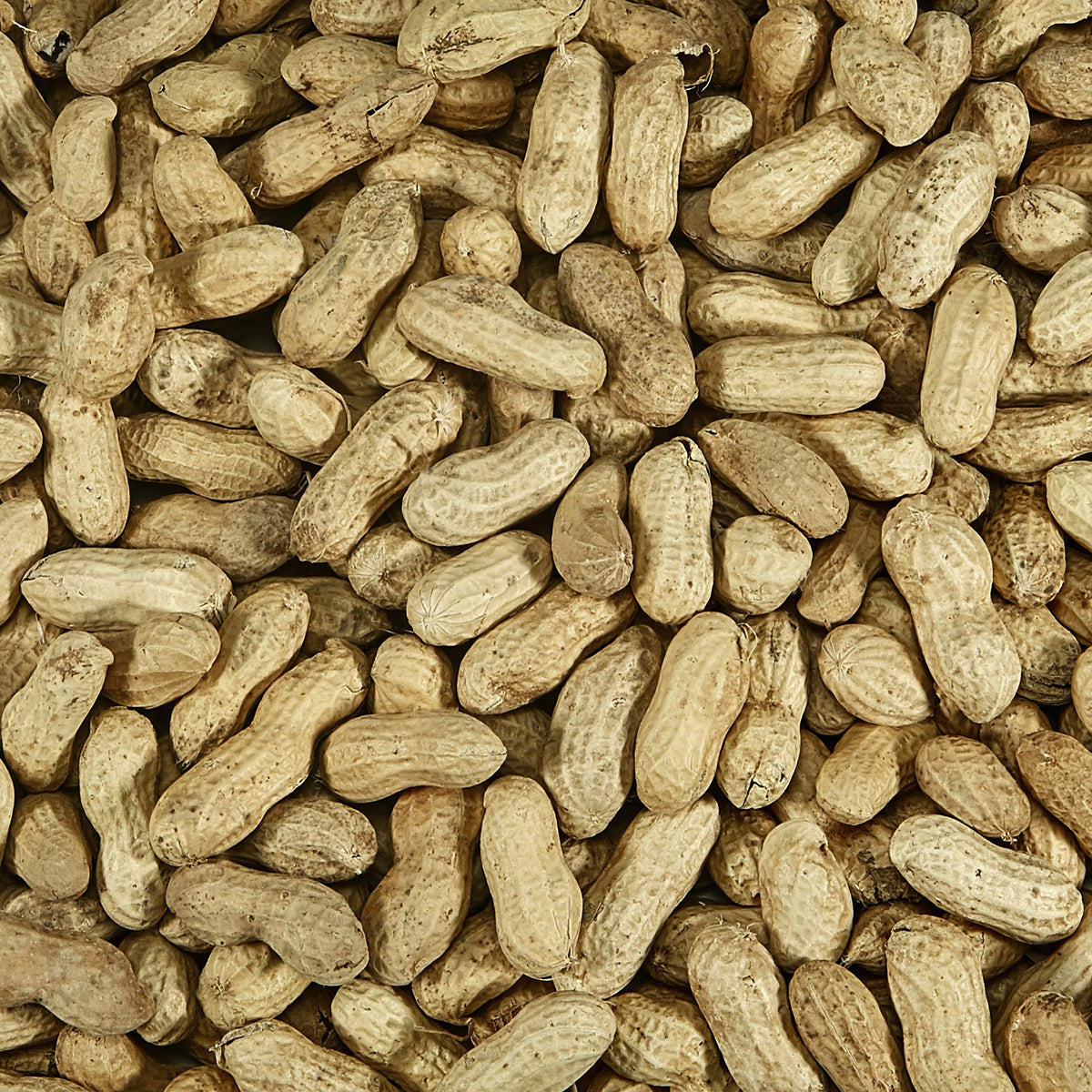 Whole Peanuts in Shell for Wild Birds, Two 5 Pound Bags E6881